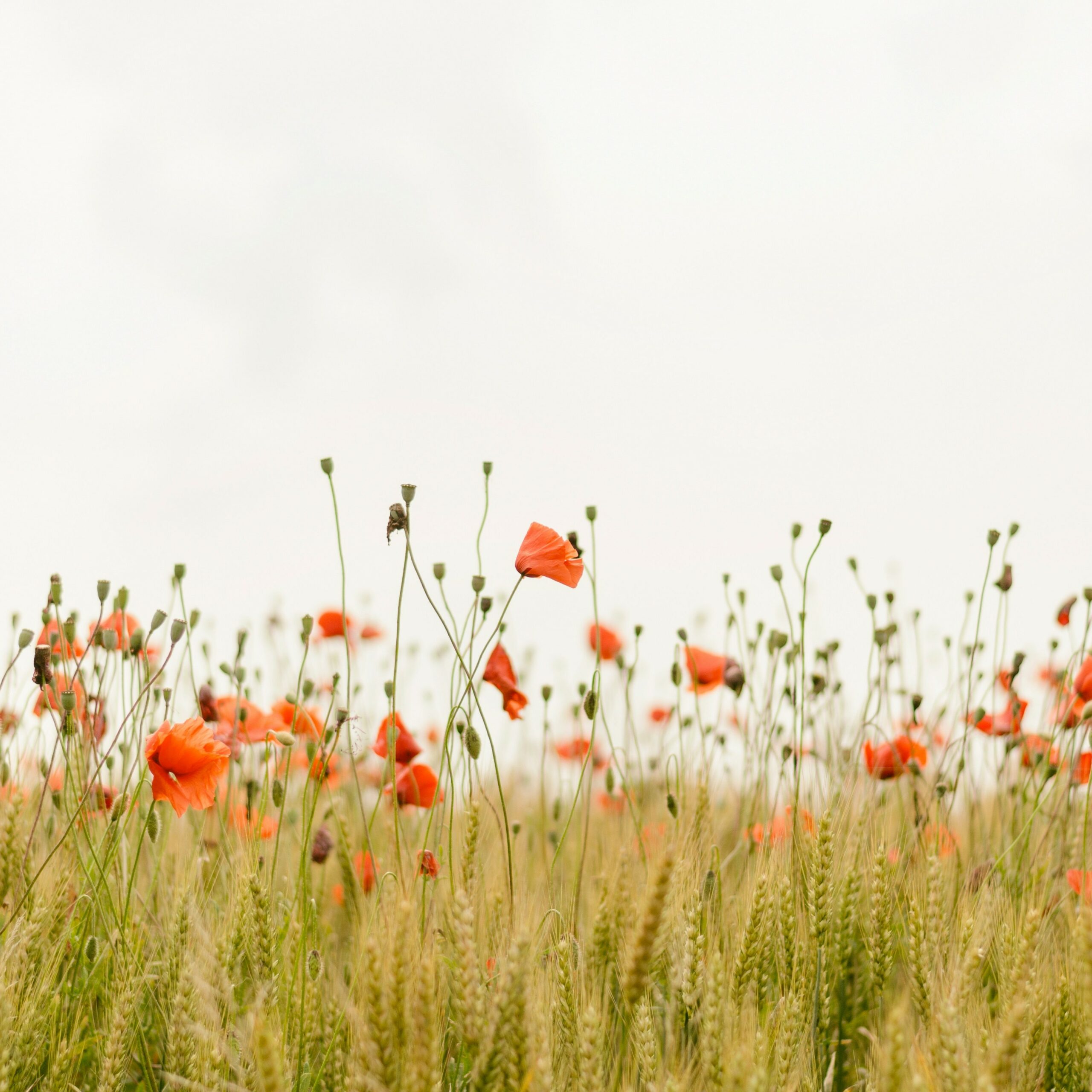 Naturel vs d&rsquo;origine naturelle : comprendre ce qui se cache derrière les étiquettes