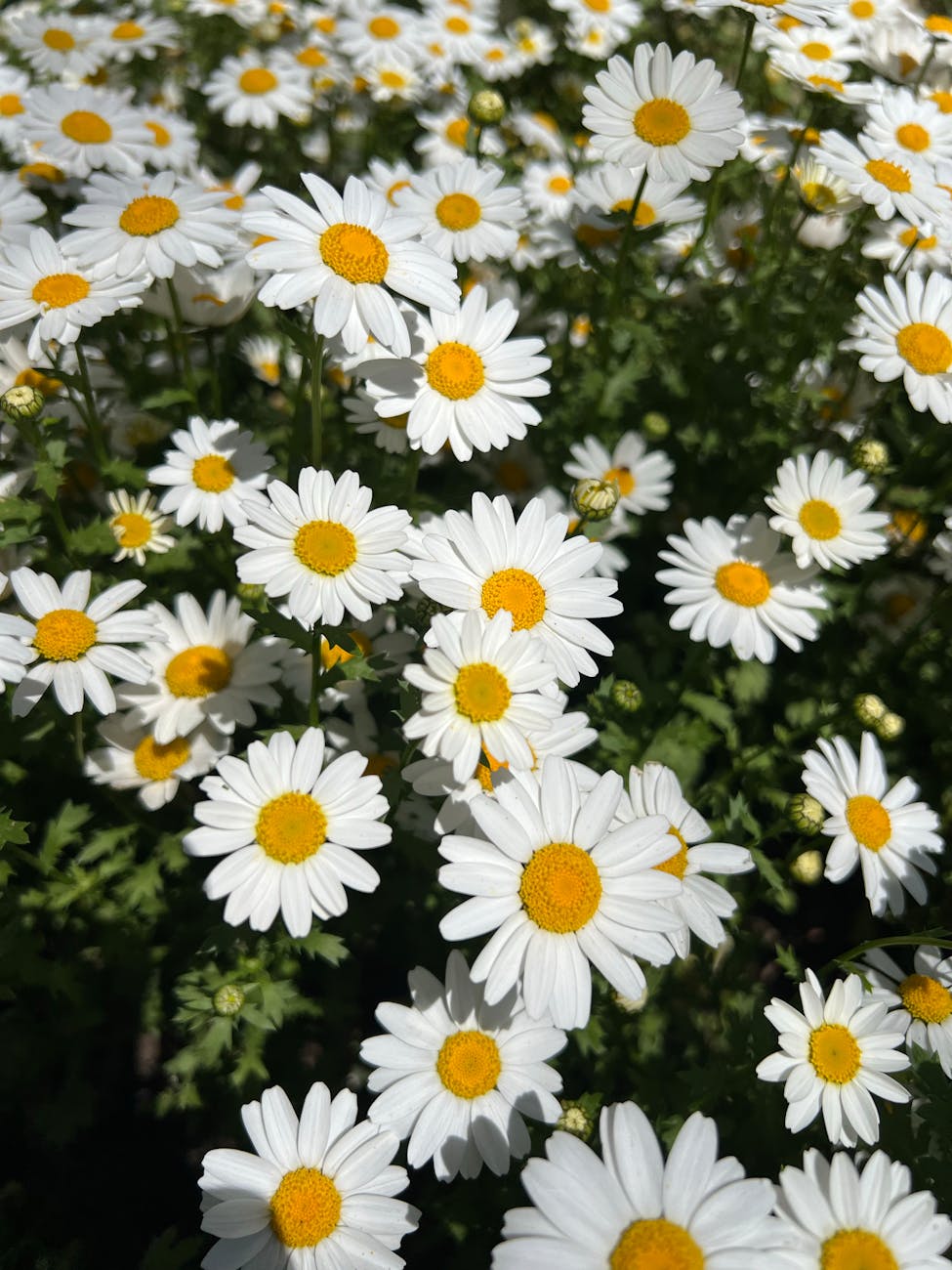 bright white daisies in sunlit field